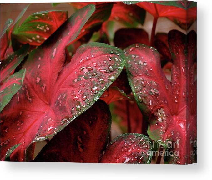  Canvas Print featuring the photograph RedDewDrop by Mary Kobet
