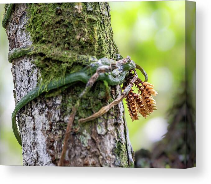 Campylocentrum Pachyrrhizum Canvas Print featuring the photograph Ribbon Orchid 2 by Rudy Wilms