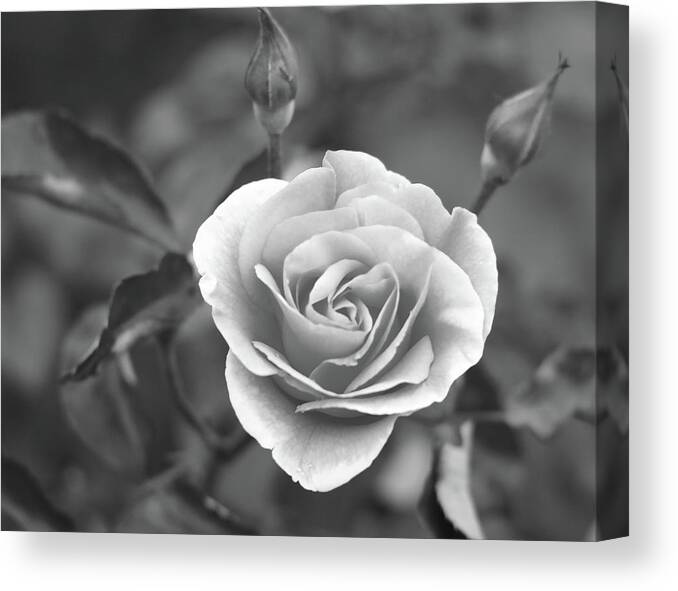 Black And White Canvas Print featuring the photograph Rose In A Different Light by Scott Burd