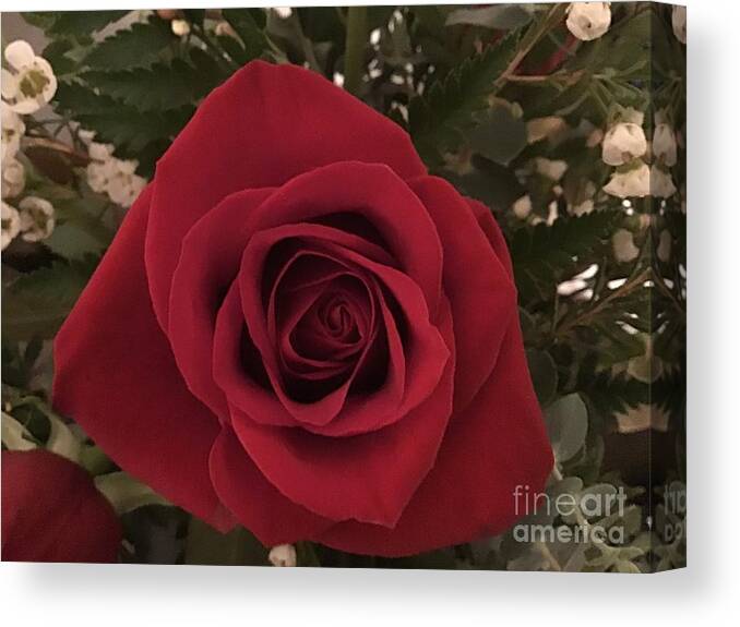 Rose Canvas Print featuring the photograph Rose Time by Catherine Wilson