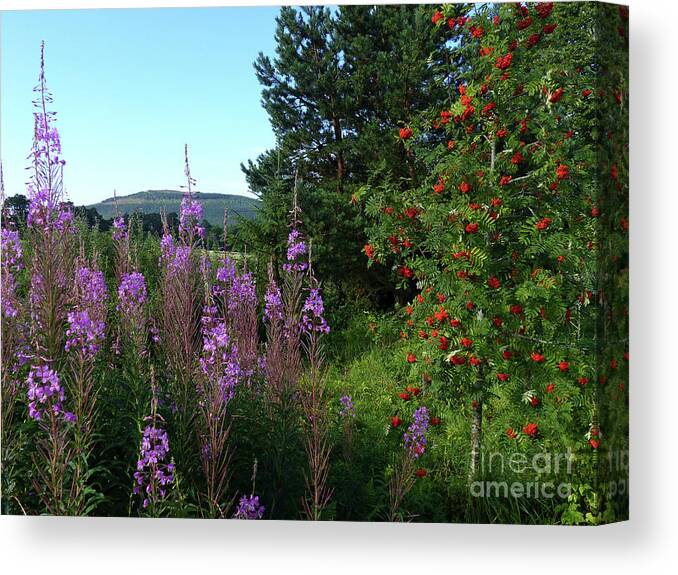 Rosebay Willowherb Canvas Print featuring the photograph Rosebay Willowherb and Mountain Ash by Phil Banks