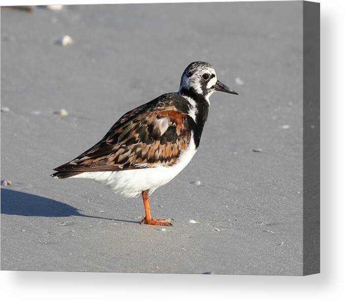 Ruddy Turnstones Canvas Print featuring the photograph Ruddy Turnstone by Mingming Jiang