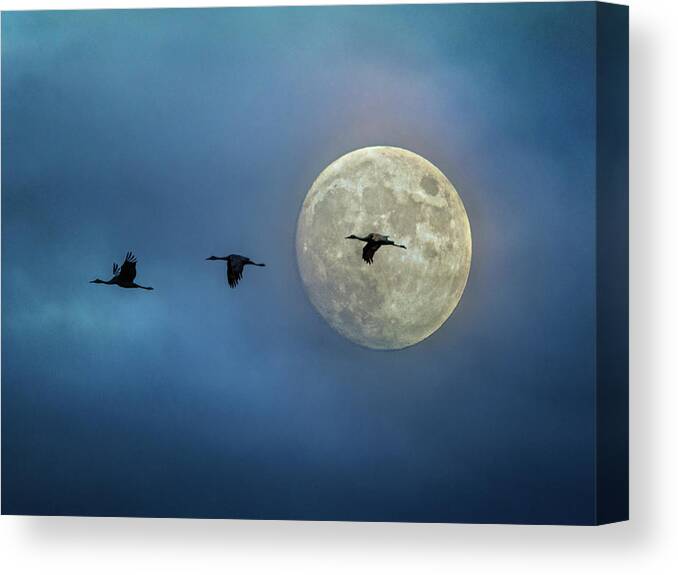 Sky Canvas Print featuring the photograph Sandhill Cranes with Full Moon by Patti Deters