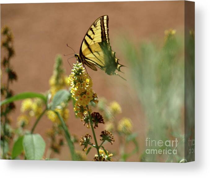 Monarch Butterfly Canvas Print featuring the photograph Santa Fe Butterfly01 by Mary Kobet