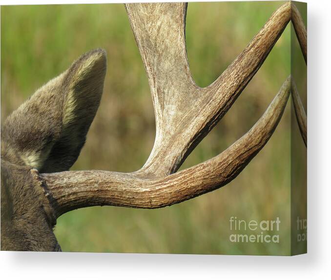 Nature Canvas Print featuring the photograph Sculpted Antlers by Mary Mikawoz