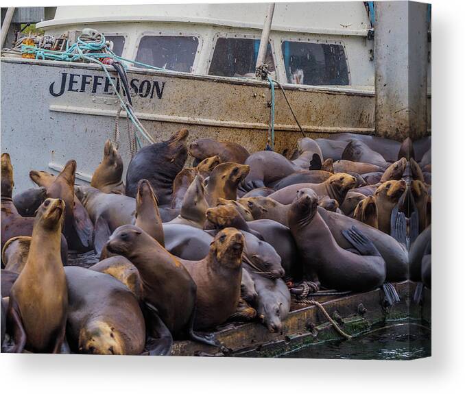 Sea Lions Canvas Print featuring the photograph Sea Lions in the Elkhorn Slough 114 by James C Richardson