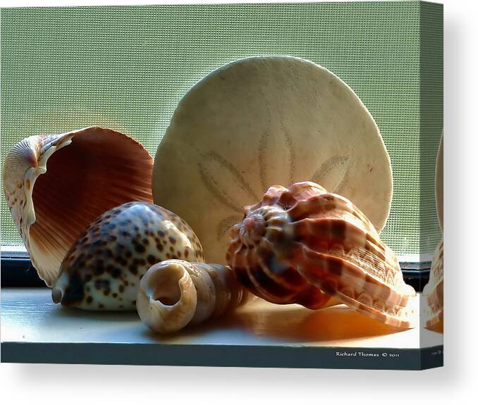 Still Life Canvas Print featuring the photograph Sea Shells Window Sill by Richard Thomas