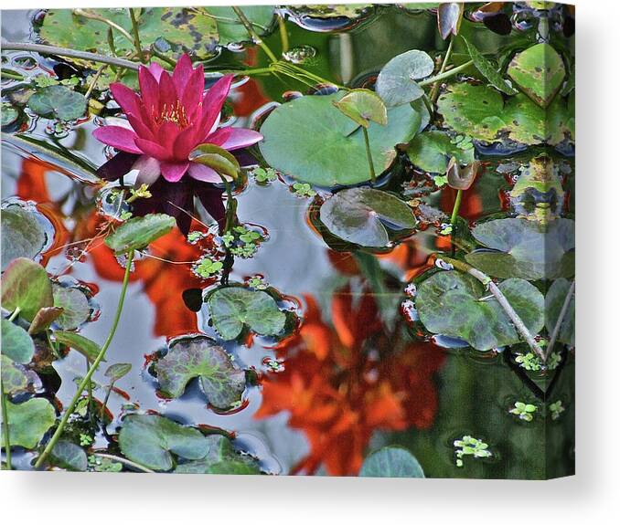 Waterlily: Water Garden Canvas Print featuring the photograph September Rose Water Lily 1 by Janis Senungetuk