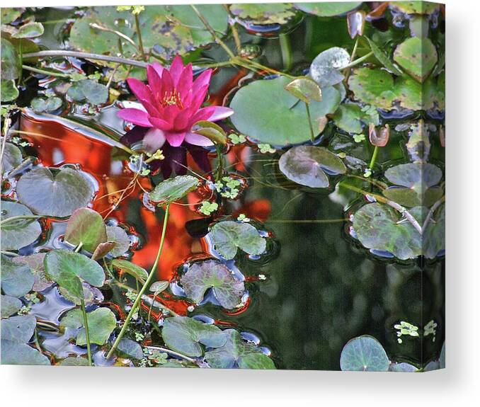 Water Lily: Water Garden Canvas Print featuring the photograph September Rose Water Lily 2 by Janis Senungetuk