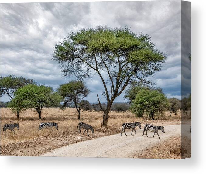 Tanzania Canvas Print featuring the photograph Serengeti Zebra Crossing by Marcy Wielfaert
