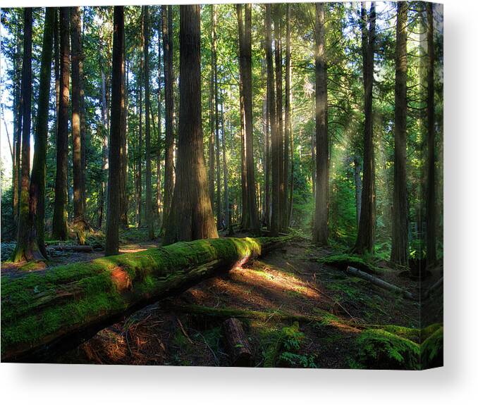 Landscape Canvas Print featuring the photograph Shining on Me by Allan Van Gasbeck