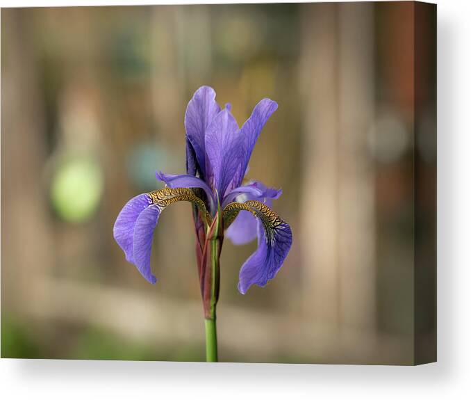 Spring Canvas Print featuring the photograph Siberian iris - Iris sibirica by Average Images
