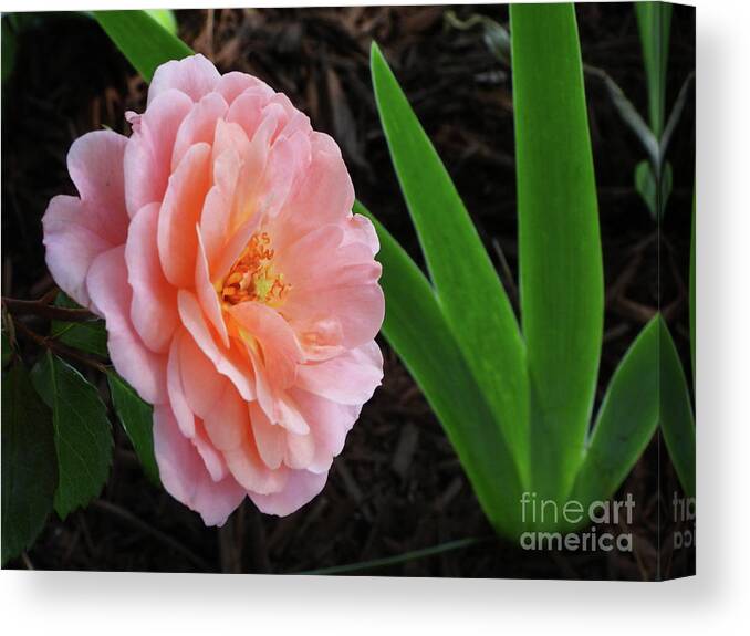 Rosa Canvas Print featuring the photograph Simple Peach Rose by Scott Cameron