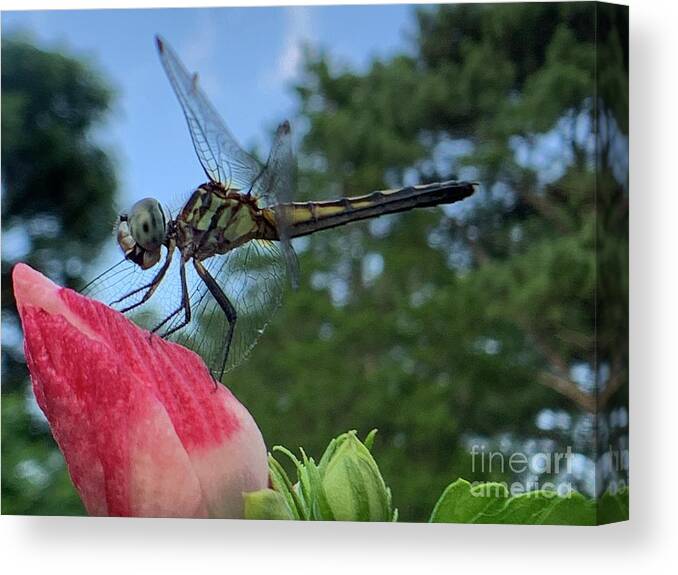 Dragonfly Canvas Print featuring the photograph Skimmer On Target by Catherine Wilson