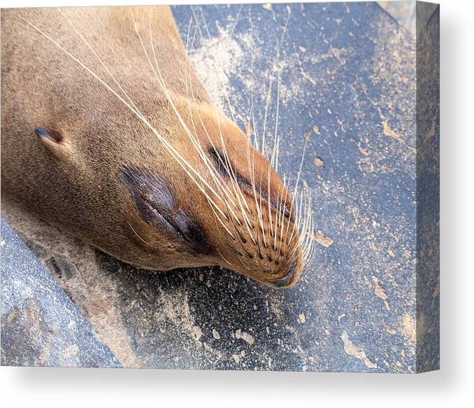 Sea Lion Canvas Print featuring the photograph Sleeping Galapagos Sea Lion by L Bosco