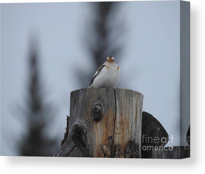 Snow Bunting Canvas Print featuring the photograph Snow Bunting by Nicola Finch