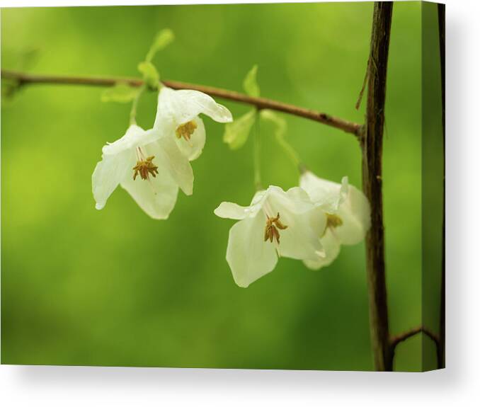 Fine Art Canvas Print featuring the photograph Snowdrop bush by Average Images