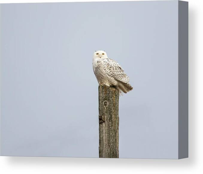 Snowy Owl Canvas Print featuring the photograph Snowy Owl 2021-1 by Thomas Young