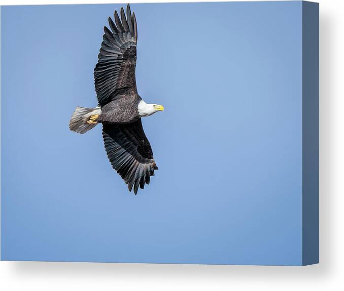 Debra Martz Canvas Print featuring the photograph Soaring Bald Eagle by Debra Martz