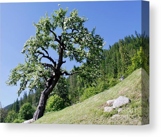 Canada Canvas Print featuring the photograph Solid As A Tree by Wilko van de Kamp Fine Photo Art