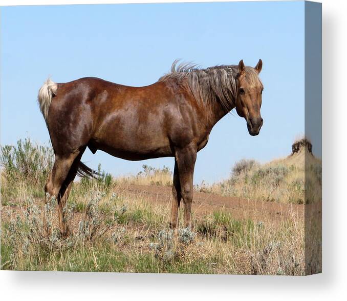 Horse Canvas Print featuring the photograph Sooty Palomino by Katie Keenan