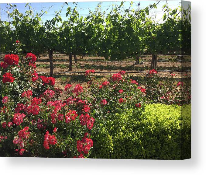 Southcoast Canvas Print featuring the painting Southcoast Vines by Roxy Rich