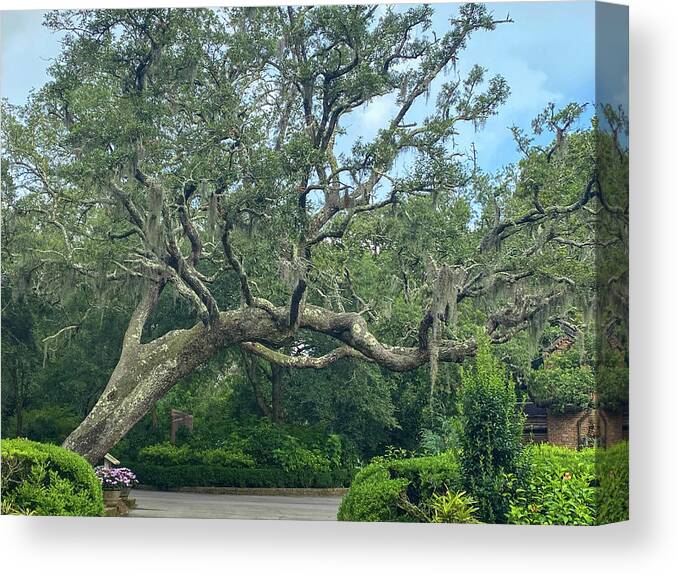 Tree Canvas Print featuring the photograph Southern Oak by Mary Anne Delgado