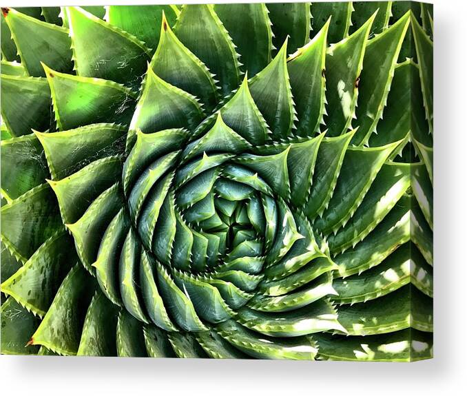  Canvas Print featuring the photograph Spiral by Julie Gebhardt