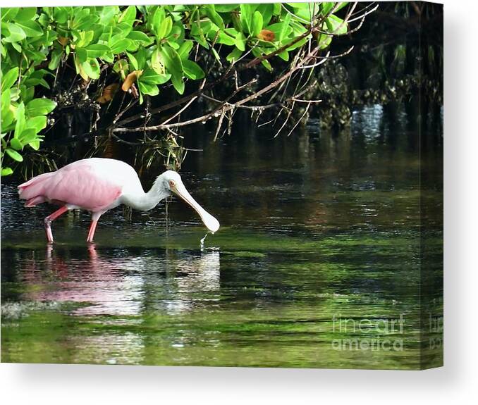 Spoonbill Canvas Print featuring the photograph Spoonbill Searching by Beth Myer Photography