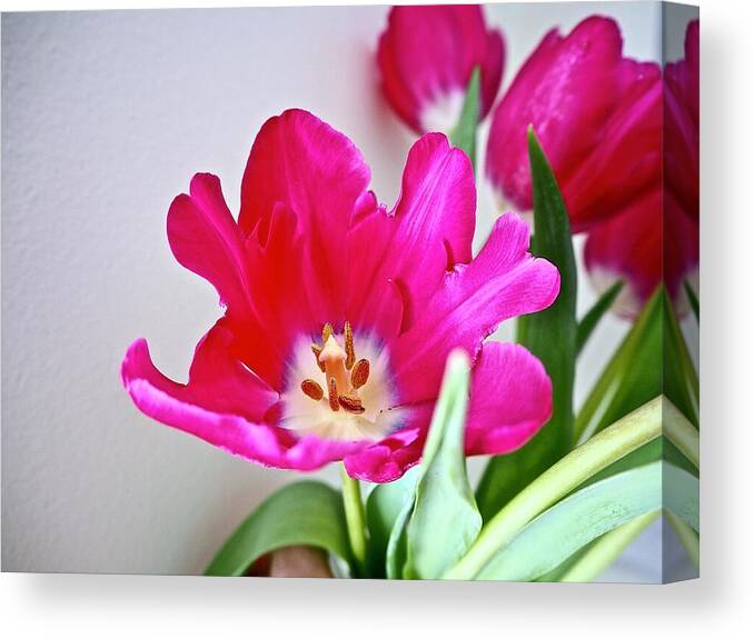 Tulips Canvas Print featuring the photograph Spring In Winter by Alida M Haslett