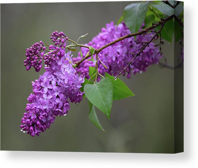 Spring Canvas Print featuring the photograph Spring Lilacs by Dale Kincaid