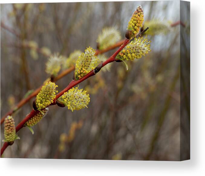 Spring Canvas Print featuring the photograph Spring willow catkins flowering by Phil And Karen Rispin