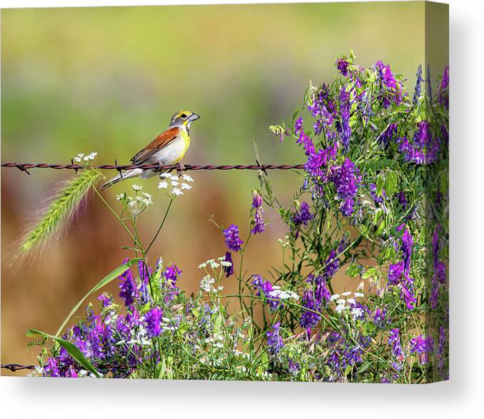 Vetch Canvas Print featuring the photograph Springtime Beauty by Pam Rendall