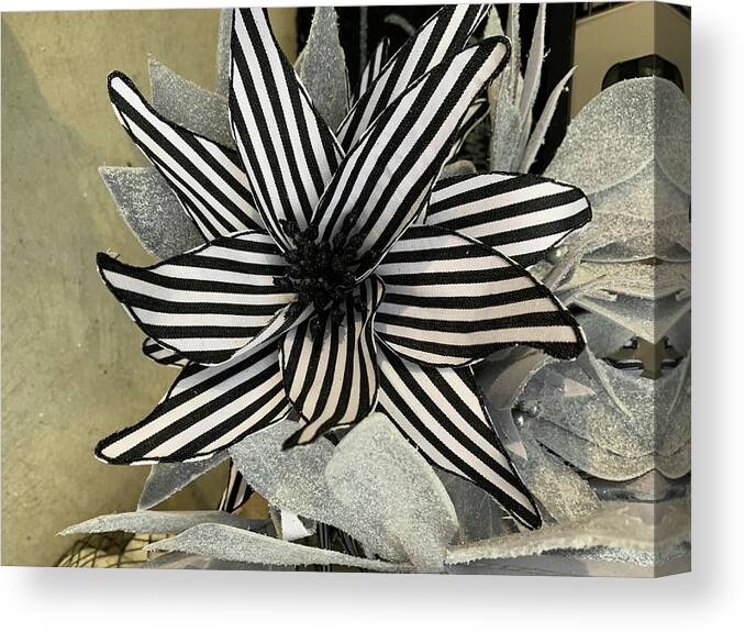 Black & White Canvas Print featuring the photograph Striped Poinsettia by Brenna Woods