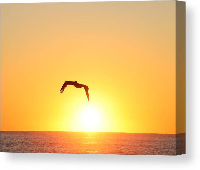 Pelican Canvas Print featuring the photograph Sunbird by Kathleen Illes