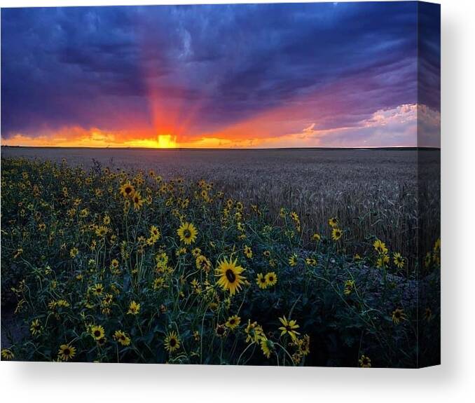 Sunset Canvas Print featuring the photograph Sunset 1 by Julie Powell