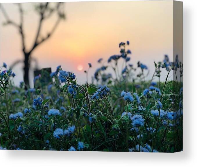 Flowers Canvas Print featuring the photograph Sunset Behind Flowers by Prashant Dalal