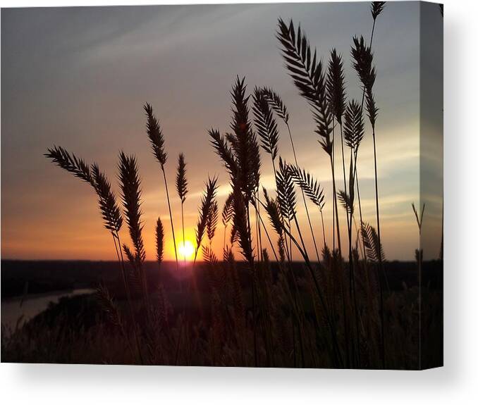 Grass Canvas Print featuring the photograph Sunset grasses by Lisa Mutch