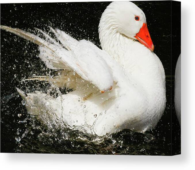 White Swan Flapping Wings Canvas Print featuring the photograph Swan flapping its wings by David Morehead