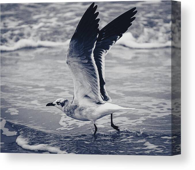 Seagull Canvas Print featuring the photograph Take Flight by Mireyah Wolfe
