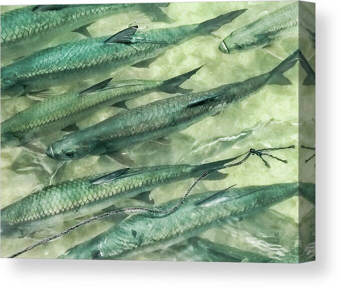 Tarpon Together Canvas Print featuring the photograph Tarpon Together by Louise Lindsay