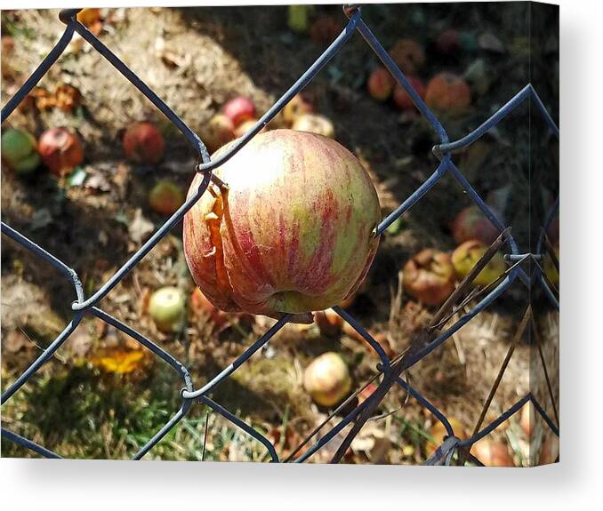 Apple Canvas Print featuring the photograph The Apple Doesn't Fall Far by Suzy Piatt