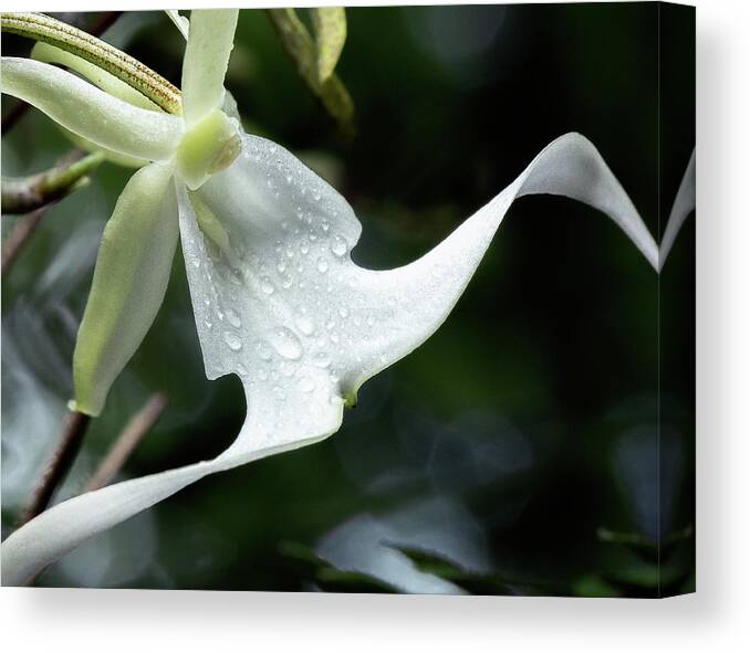 Big Cypress National Preserve Canvas Print featuring the photograph The art of the Ghost by Rudy Wilms