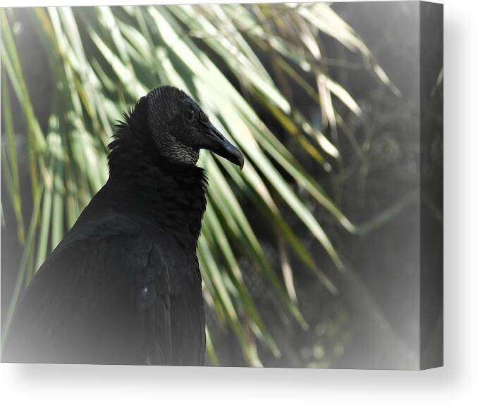 Bird Canvas Print featuring the photograph The Black Vulture by Carl Moore