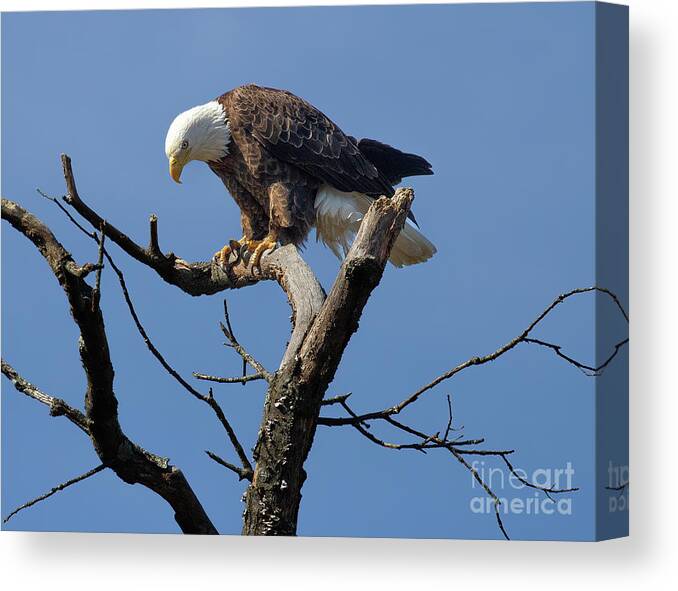 Eagles Canvas Print featuring the photograph The Eagle Has Landed by Chris Scroggins