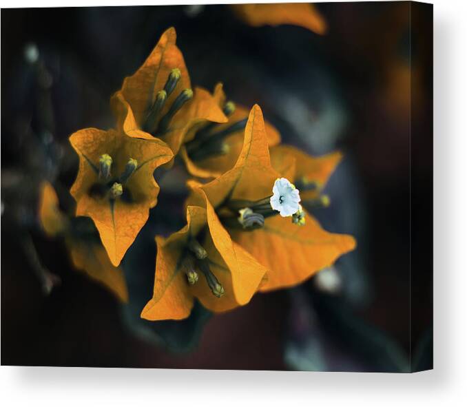 Bougainvillea Art Canvas Print featuring the photograph The Villea by Gian Smith