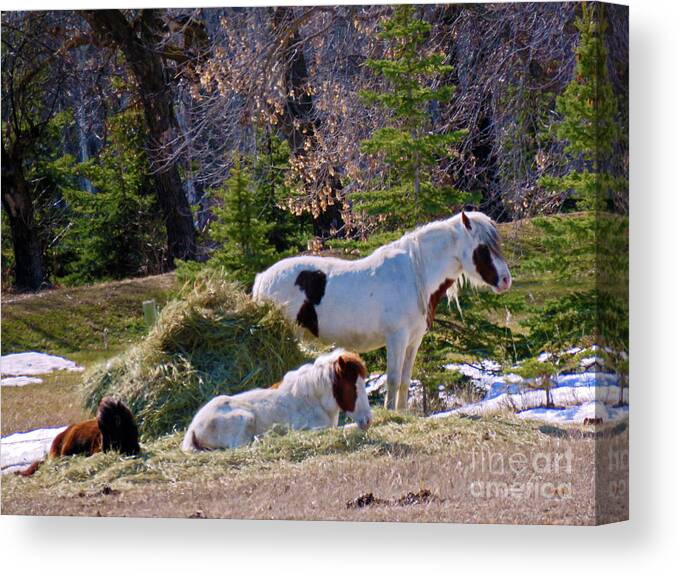 Canada Canvas Print featuring the photograph There's Three by Mary Mikawoz