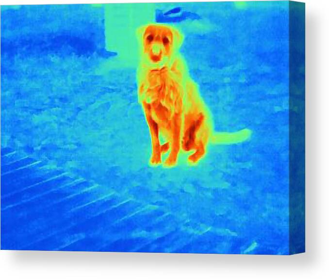 Sicily Canvas Print featuring the photograph Thermal image of dog outdoors by Cultura RF/Joseph Giacomin