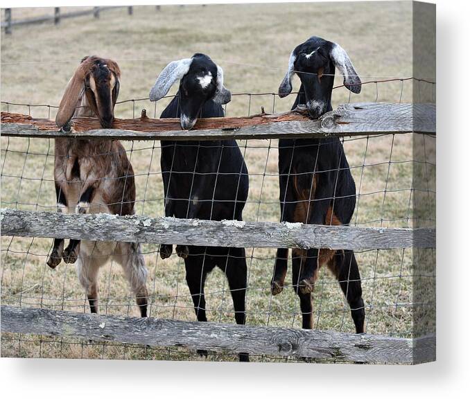 Goats Canvas Print featuring the photograph Three Stooges by Joe Walmsley