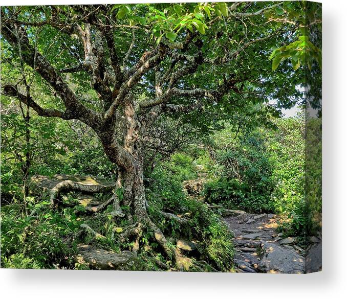 Tree Canvas Print featuring the photograph Tree of Wonder by Allen Nice-Webb